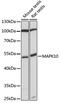 Mitogen-Activated Protein Kinase 10 antibody, 16-937, ProSci, Western Blot image 