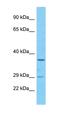 Minichromosome Maintenance Complex Binding Protein antibody, orb327026, Biorbyt, Western Blot image 