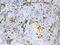 AIF1 antibody, A01394, Boster Biological Technology, Immunohistochemistry frozen image 