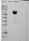 IL2RA antibody, MCA5925GA, Bio-Rad (formerly AbD Serotec) , Enzyme Linked Immunosorbent Assay image 