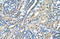 SBDS Ribosome Maturation Factor antibody, 30-108, ProSci, Immunohistochemistry frozen image 