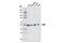 Isocitrate dehydrogenase [NADP], mitochondrial antibody, 12652S, Cell Signaling Technology, Western Blot image 