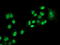 Protein-lysine 6-oxidase antibody, LS-C172331, Lifespan Biosciences, Immunofluorescence image 