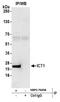 Mitochondrial Ribosomal Protein L58 antibody, NBP2-76358, Novus Biologicals, Immunoprecipitation image 