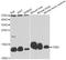 Thioredoxin 2 antibody, LS-C747687, Lifespan Biosciences, Western Blot image 