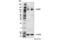 Forkhead Box M1 antibody, 20459S, Cell Signaling Technology, Western Blot image 