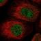 MSL Complex Subunit 3 antibody, PA5-56968, Invitrogen Antibodies, Immunofluorescence image 