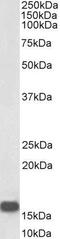 Neurogranin antibody, GTX88301, GeneTex, Western Blot image 