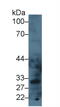 Oxidized Low Density Lipoprotein Receptor 1 antibody, MBS2028741, MyBioSource, Western Blot image 
