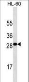 TNF Superfamily Member 4 antibody, LS-B10561, Lifespan Biosciences, Western Blot image 