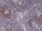 CD49D antibody, MA5-27947, Invitrogen Antibodies, Immunohistochemistry frozen image 