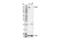 Collagen Type III Alpha 1 Chain antibody, 30565S, Cell Signaling Technology, Western Blot image 