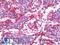Microfibril Associated Protein 4 antibody, LS-B9669, Lifespan Biosciences, Immunohistochemistry frozen image 