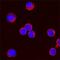 Interleukin 2 antibody, PA5-46957, Invitrogen Antibodies, Immunohistochemistry frozen image 