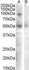 Sulfatase 2 antibody, PA5-19070, Invitrogen Antibodies, Western Blot image 