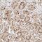 Replication Factor C Subunit 3 antibody, NBP1-82668, Novus Biologicals, Immunohistochemistry frozen image 