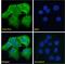 C-Type Lectin Domain Family 2 Member D antibody, LS-B3958, Lifespan Biosciences, Immunofluorescence image 