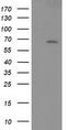 Lymphocyte-specific adapter protein Lnk antibody, M03806, Boster Biological Technology, Western Blot image 