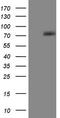 COX2 antibody, TA805286, Origene, Western Blot image 