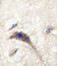 Dishevelled Associated Activator Of Morphogenesis 1 antibody, abx031655, Abbexa, Western Blot image 