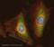 Peroxiredoxin 6 antibody, ab59543, Abcam, Immunofluorescence image 