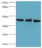 TAR DNA Binding Protein antibody, MBS1497439, MyBioSource, Western Blot image 