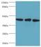 TAR DNA Binding Protein antibody, MBS1497439, MyBioSource, Western Blot image 