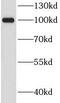 Secretogranin-1 antibody, FNab01688, FineTest, Western Blot image 