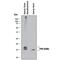 Fibroblast Growth Factor 1 antibody, MAB2321, R&D Systems, Western Blot image 
