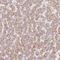 EHHADH antibody, NBP2-48754, Novus Biologicals, Immunohistochemistry frozen image 