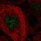 General Transcription Factor IIH Subunit 3 antibody, PA5-62808, Invitrogen Antibodies, Immunofluorescence image 