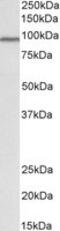 Cullin 3 antibody, MBS423310, MyBioSource, Western Blot image 