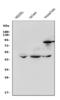 Adrenoceptor Beta 3 antibody, A02104-3, Boster Biological Technology, Western Blot image 