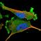 Adenylosuccinate Synthase antibody, NBP1-90360, Novus Biologicals, Immunofluorescence image 