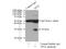 Tumor Protein, Translationally-Controlled 1 antibody, 10824-1-AP, Proteintech Group, Immunoprecipitation image 