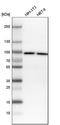DNA Methyltransferase 3 Alpha antibody, HPA026588, Atlas Antibodies, Western Blot image 