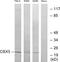 Chromobox 5 antibody, LS-C118897, Lifespan Biosciences, Western Blot image 