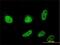 Cold Shock Domain Containing C2 antibody, H00027254-M01, Novus Biologicals, Immunofluorescence image 