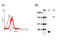 TNF Receptor Superfamily Member 11a antibody, ALX-210-421-C050, Enzo Life Sciences, Western Blot image 