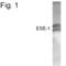 E74 Like ETS Transcription Factor 3 antibody, PA1-4221, Invitrogen Antibodies, Western Blot image 