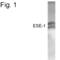 E74 Like ETS Transcription Factor 3 antibody, PA1-4221, Invitrogen Antibodies, Western Blot image 