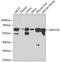 VPS33B Interacting Protein, Apical-Basolateral Polarity Regulator, Spe-39 Homolog antibody, 19-076, ProSci, Western Blot image 