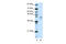Heterogeneous Nuclear Ribonucleoprotein D antibody, 29-229, ProSci, Immunohistochemistry frozen image 