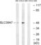 Solute Carrier Family 39 Member 7 antibody, abx015021, Abbexa, Western Blot image 