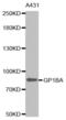 Glycoprotein Ib Platelet Subunit Alpha antibody, abx001243, Abbexa, Western Blot image 