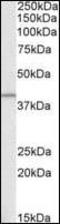 G Protein Subunit Alpha Q antibody, orb95210, Biorbyt, Western Blot image 