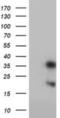 Frataxin antibody, NBP2-01743, Novus Biologicals, Western Blot image 