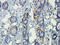 High Mobility Group Box 1 antibody, orb195321, Biorbyt, Immunohistochemistry paraffin image 