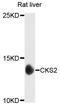 CDC28 Protein Kinase Regulatory Subunit 2 antibody, A3791, ABclonal Technology, Western Blot image 