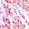 Death Domain Associated Protein antibody, LS-C358467, Lifespan Biosciences, Immunohistochemistry frozen image 